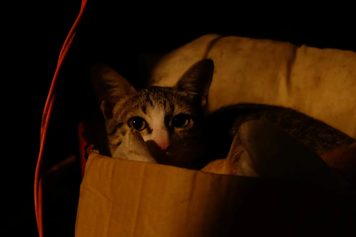 A tabby cat with white markings peeking out from inside a cardboard box in dim light