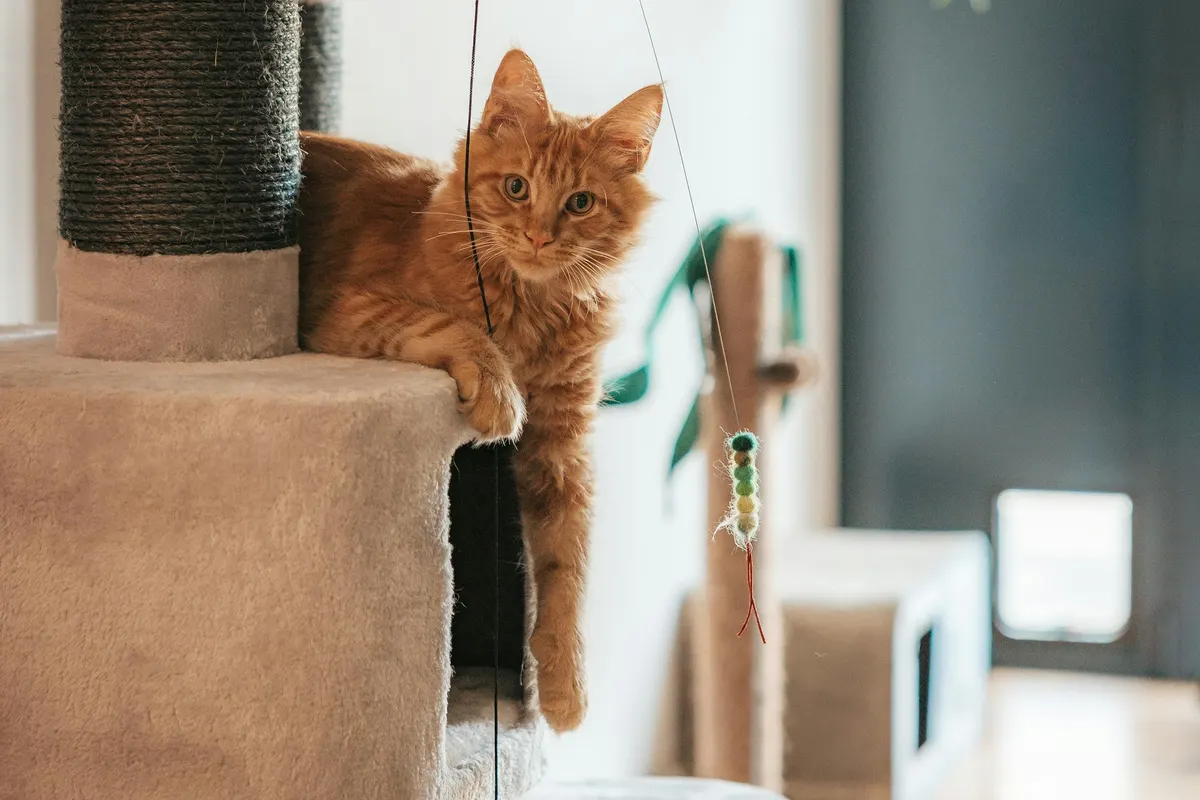 A ginger cat resting on a platform of a rope-wrapped cat tree, watching a dangling wand toy
