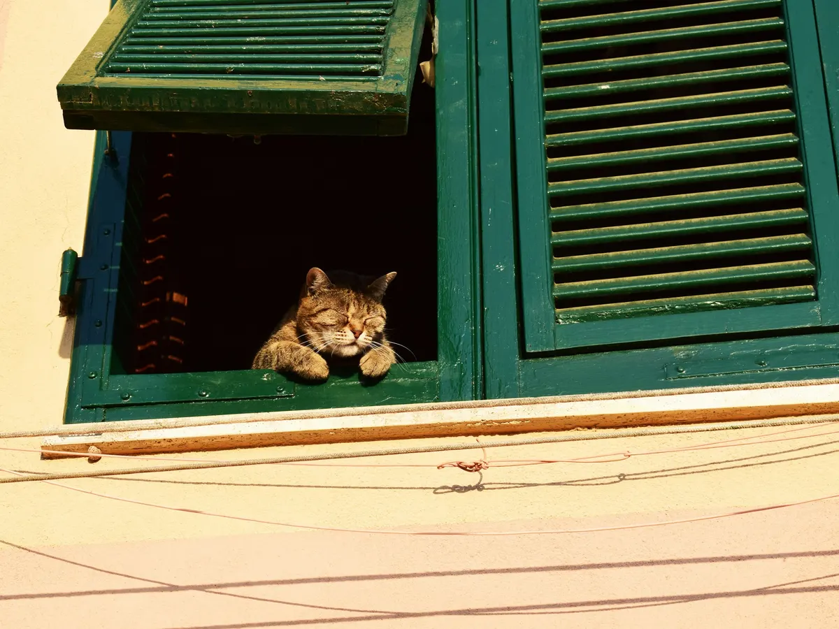 A tabby cat leaning on the sill of an open window with green shutters, eyes half closed in the sun