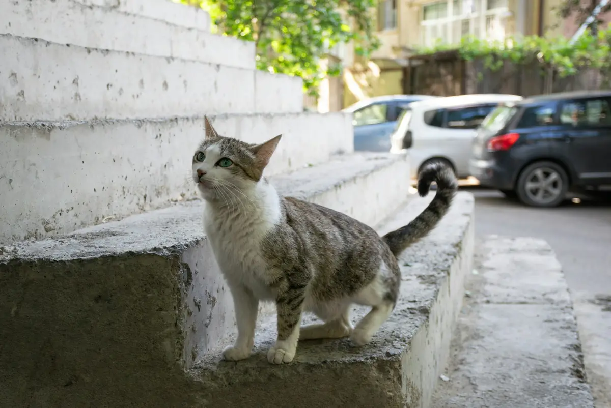 A white and tabby street cat standing on concrete steps