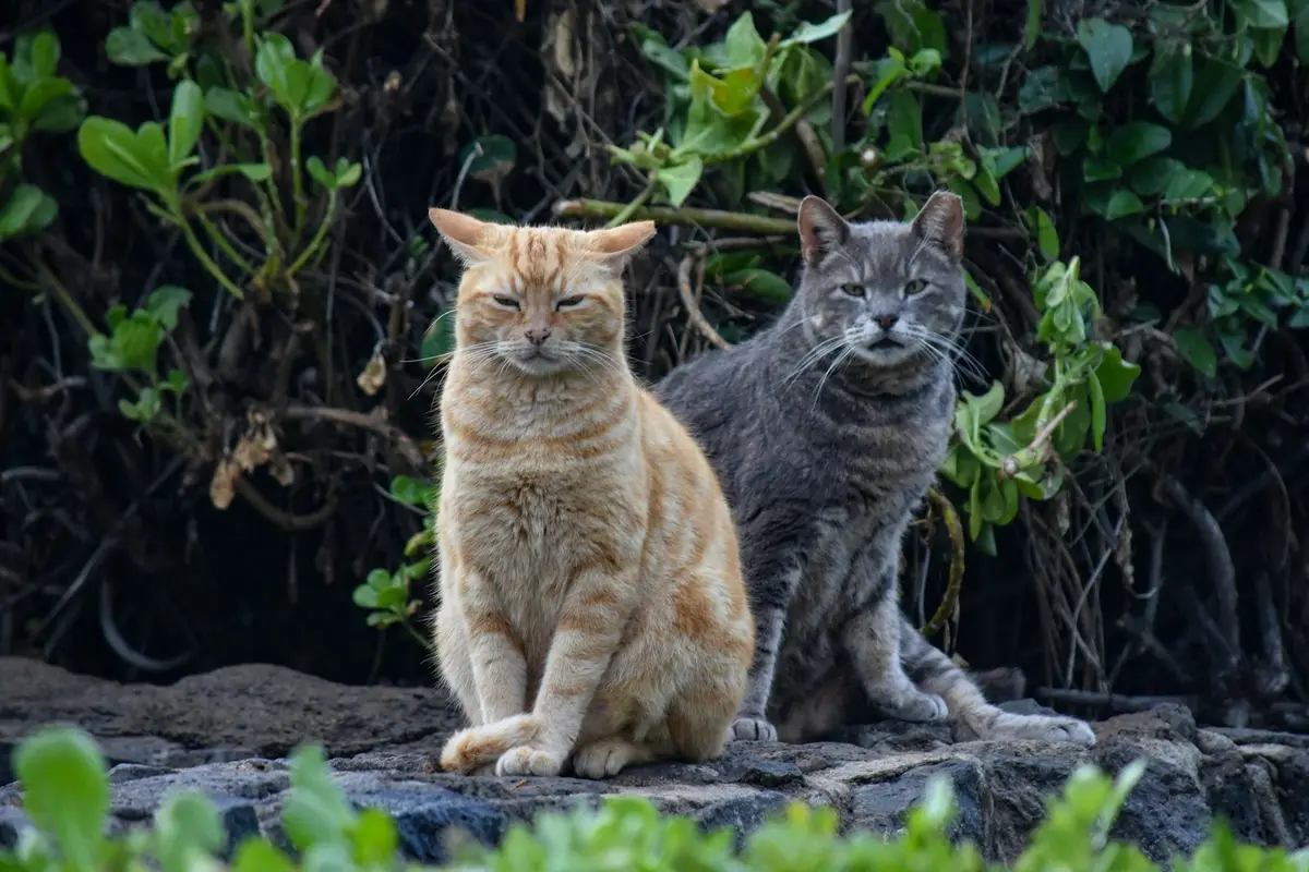 An orange tabby cat and a gray cat sitting side by side among plants