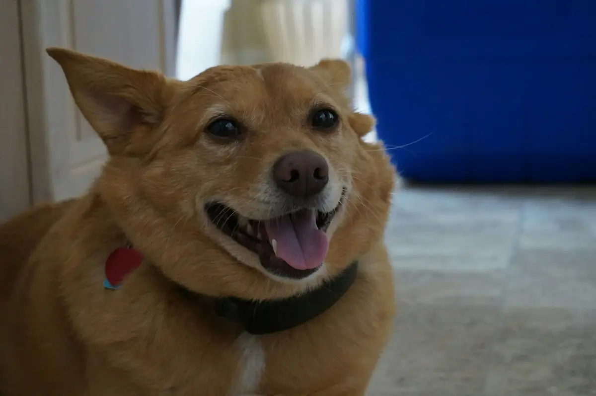 A happy tan dog with a collar smiling indoors