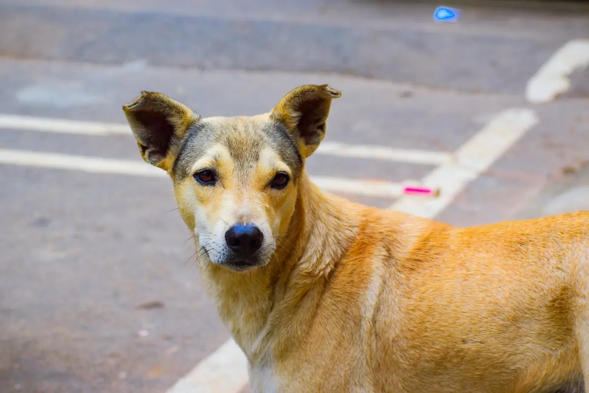 A tan street dog standing on a city road and looking toward the camera